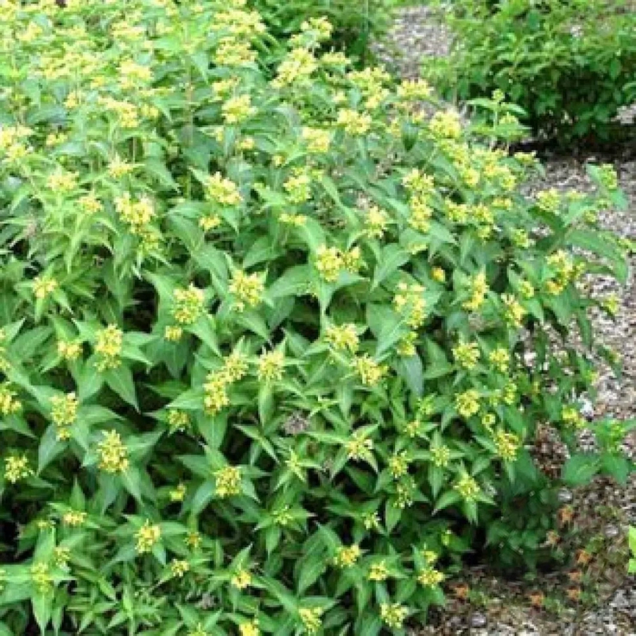 deutzia-butterfly Deutzia Butterfly - Ghiveci 2 l - Înălțime 50 - 60 cm 1