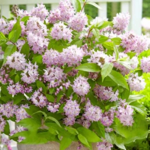 Deutzia Codsall Pink - Ghiveci 2 l - Înălțime 50 - 60 cm 1