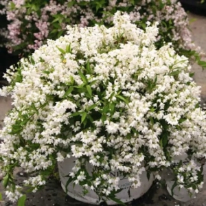 Deutzia Gracilis Nikko - Ghiveci 2 l - Înălțime 50 - 60 cm 1