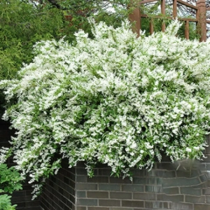 Deutzia Gracilis Noogenrad - Ghiveci 2 l - Înălțime 50 - 60 cm 1