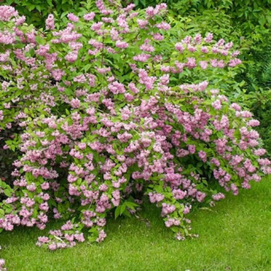 deutzia-hybrida-strawberry-fields Deutzia Hybrida Strawberry Fields - Ghiveci 2 l - Înălțime 50 - 60 cm 1