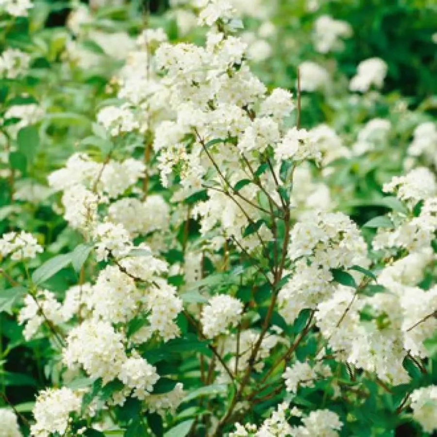 deutzia-lemoinei-noogenrad Deutzia Lemoinei Noogenrad - Ghiveci 2 l - Înălțime 50 - 60 cm 1