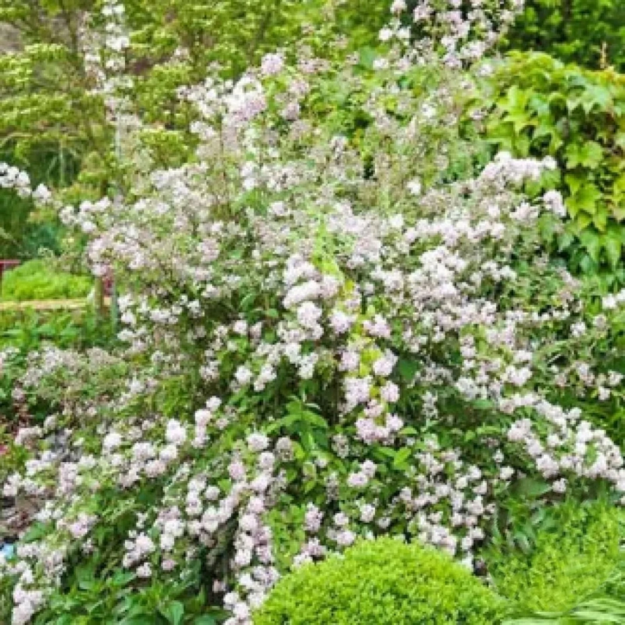 deutzia-mont-rose-vandeputte Deutzia Mont Rose Vandeputte - Ghiveci 2 l - Înălțime 50 - 60 cm 1
