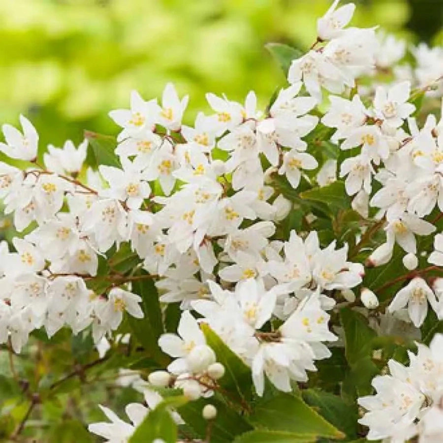 deutzia-nikko-vandeputte Deutzia Nikko Vandeputte - Ghiveci 2 l - Înălțime 50 - 60 cm 1