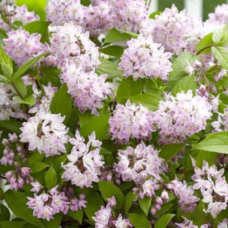 Deutzia Pink Pom Pom - Ghiveci 2 l - Înălțime 50 - 60 cm 1