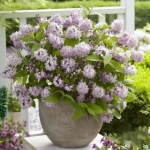 Deutzia Rosea Plena - Ghiveci 2 l - Înălțime 50 - 60 cm 1