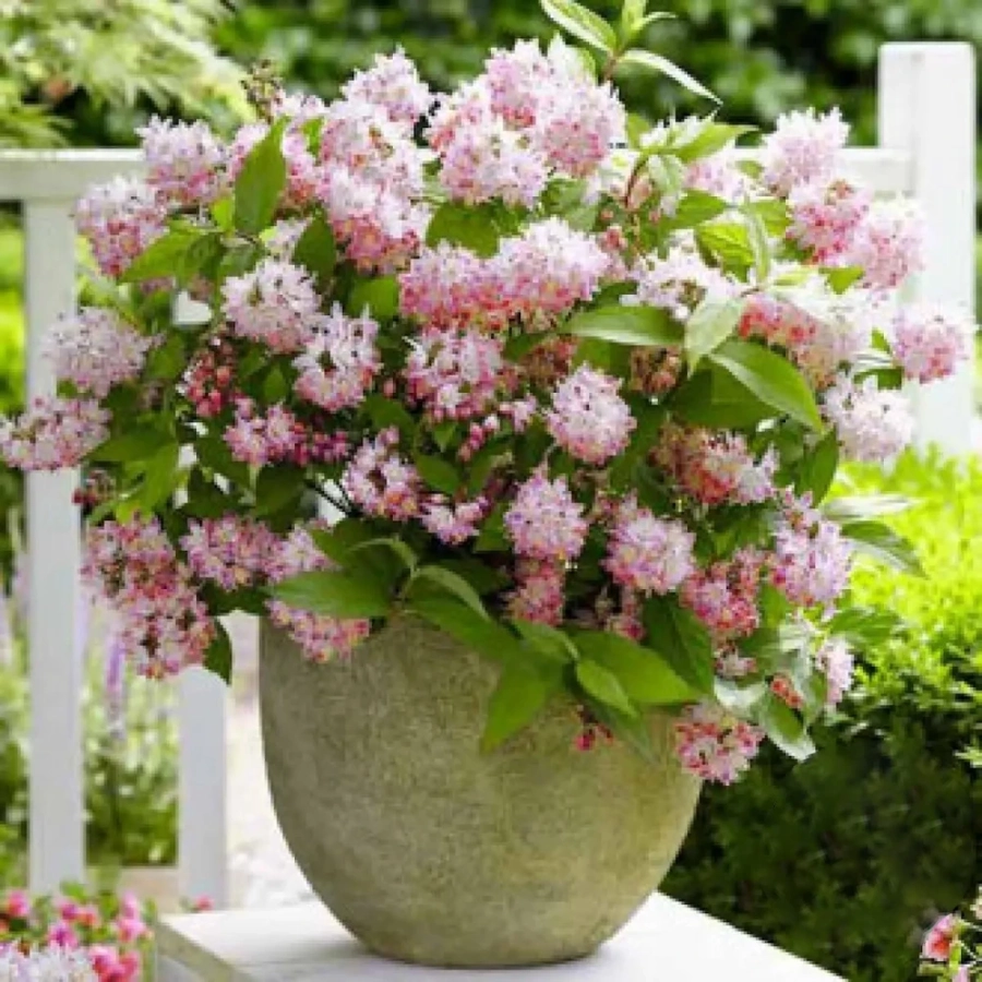 Deutzia Tourbillon Rouge Vandeputte - Ghiveci 2 l - Înălțime 50 - 60 cm 1