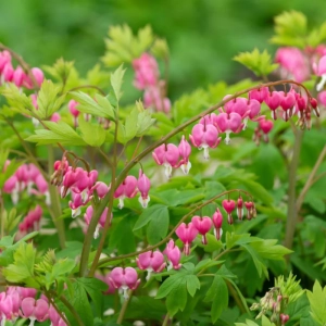 Cerceii Doamnei - Dicentra Spectabilis Pink - Ghiveci 2 l - Inaltime 20 - 30 cm 1