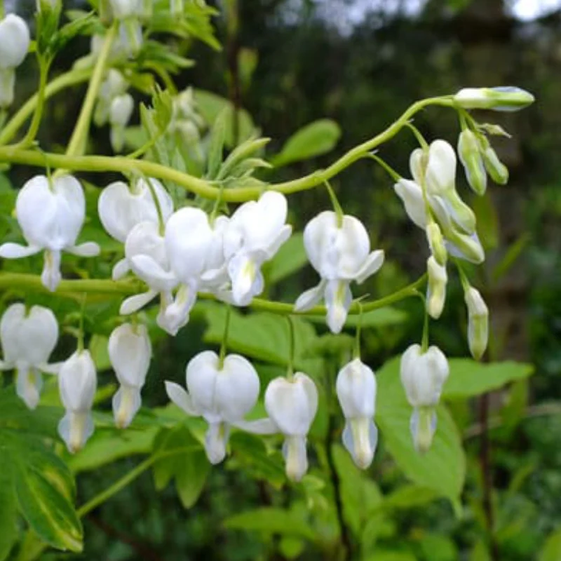 dicentra-white-1 Cerceii doamnei Alba (Dicentra) 1