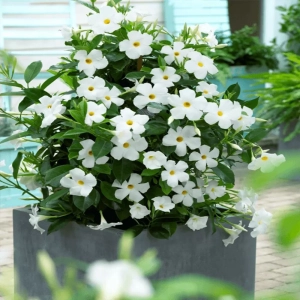 Dipladenia Albicoca - Ghiveci de 2 l - Inaltime 30 - 40 cm 1