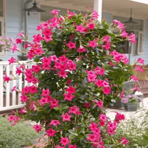 Dipladenia Pink - Ghiveci de 2 l - Inaltime 30 - 40 cm 1