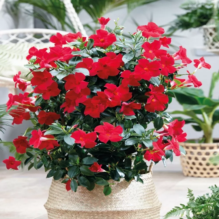 dipladenia-red Dipladenia Red - Ghiveci de 2 l - Inaltime 30 - 40 cm 1