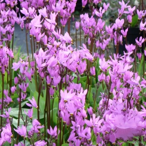 Dodecatheon Jeffreui 1