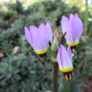 Dodecatheon Pink 1