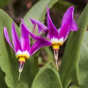 Dodecatheon Shooting Star 1