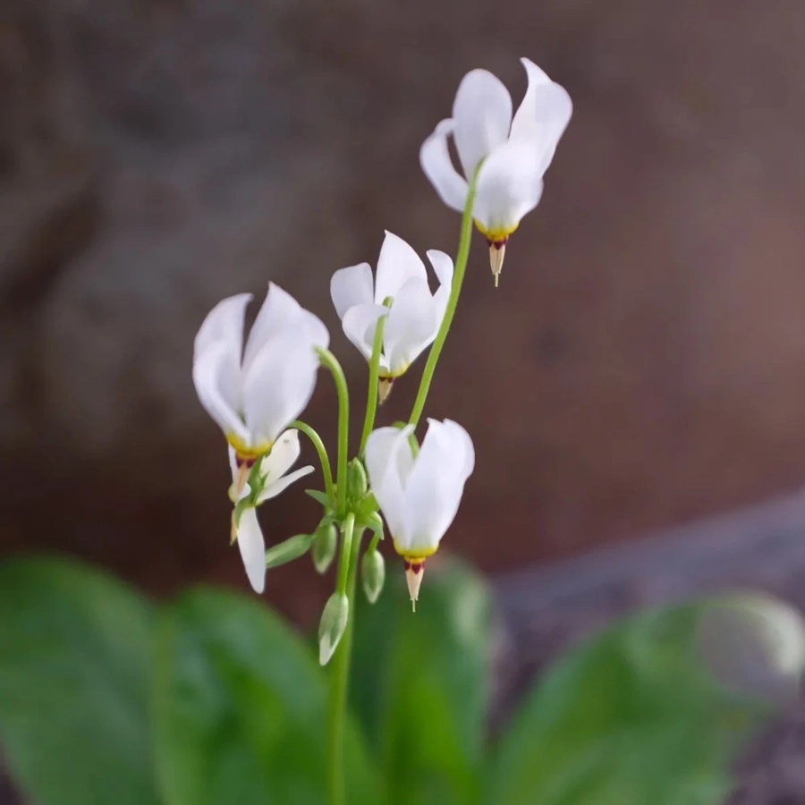 dodecatheon-white Dodecatheon White 1