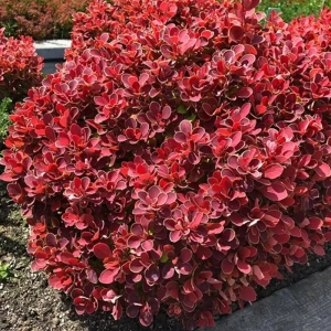 Dracila - Berberis Japoneza Coral - Ghiveci 3 l - Inaltime 50 - 60 cm 1