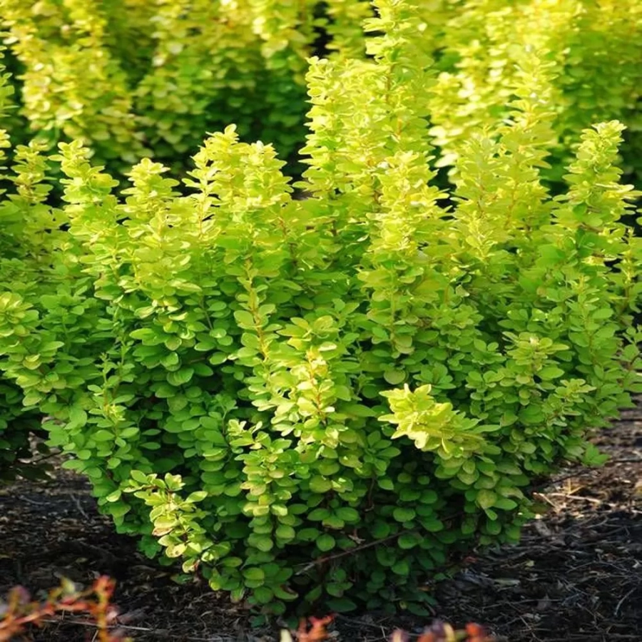 dracilia-green Dracila - Berberis Japoneza Green - Ghiveci 3 l - Inaltime 50 - 60 cm 1