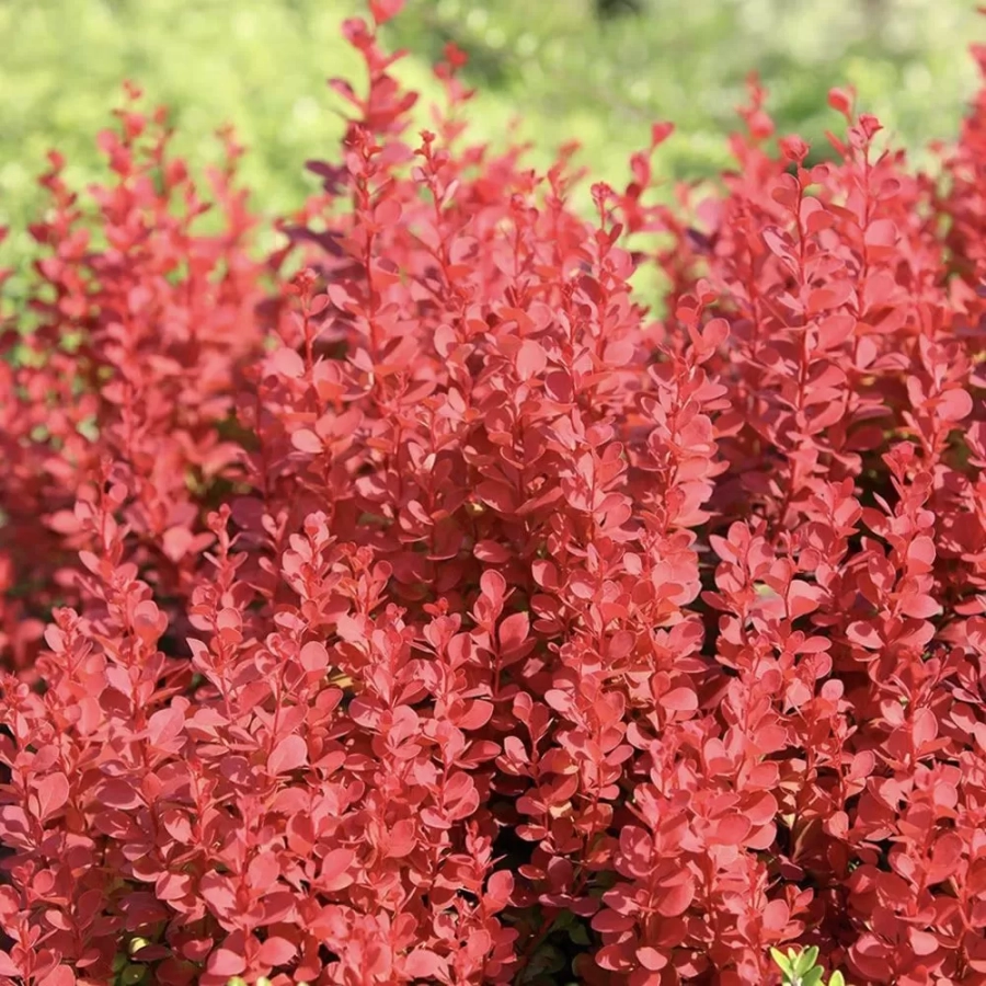 dracilia-orange-rocket Dracila - Berberis Orange Rocket - Ghiveci 3 l - Inaltime 50 - 60 cm 1