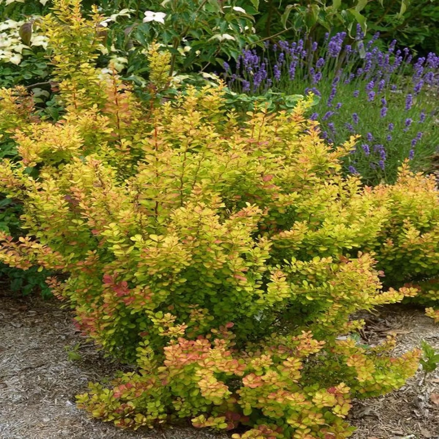 dracilia-orange-torch Dracila - Berberis Orange Torch - Ghiveci 3 l - Inaltime 50 - 60 cm 1