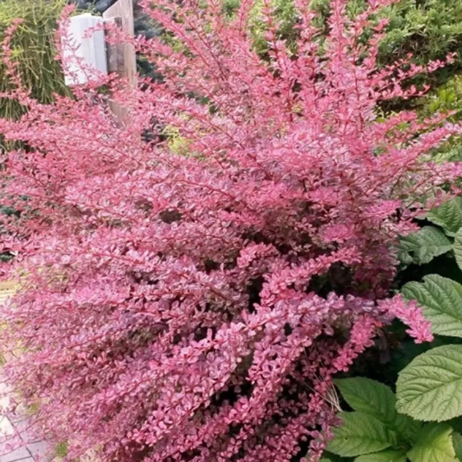 Dracila - Berberis Pink Perfection - Ghiveci 3 l - Inaltime 50 - 60 cm 1