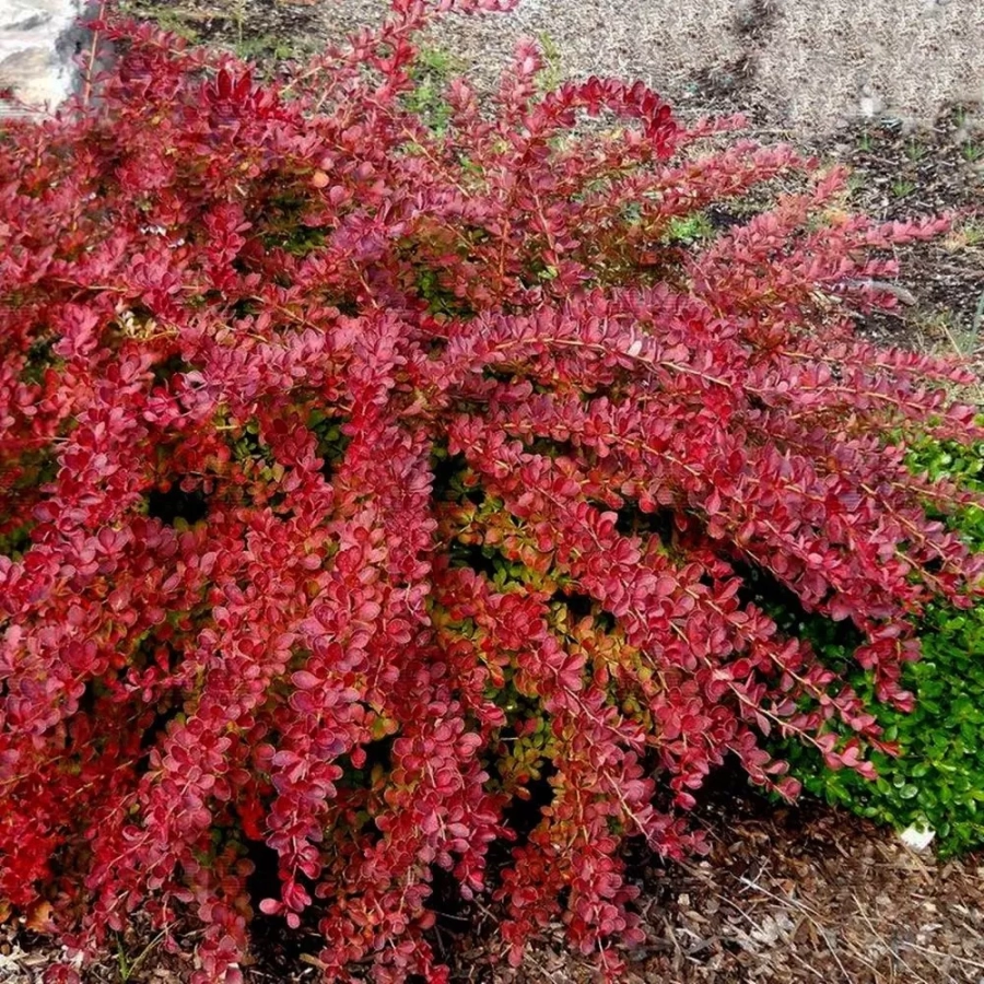 Dracila - Berberis Japoneza Red Carpet - Ghiveci 3 l - Inaltime 50 - 60 cm 1