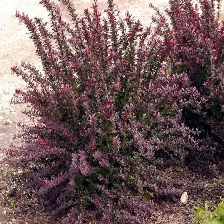 Dracila - Berberis Japoneza Red Chief - Ghiveci 3 l - Inaltime 50 - 60 cm 1