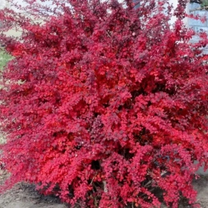 Dracila - Berberis Japoneza Red Lady - Ghiveci 3 l - Inaltime 50 - 60 cm 1