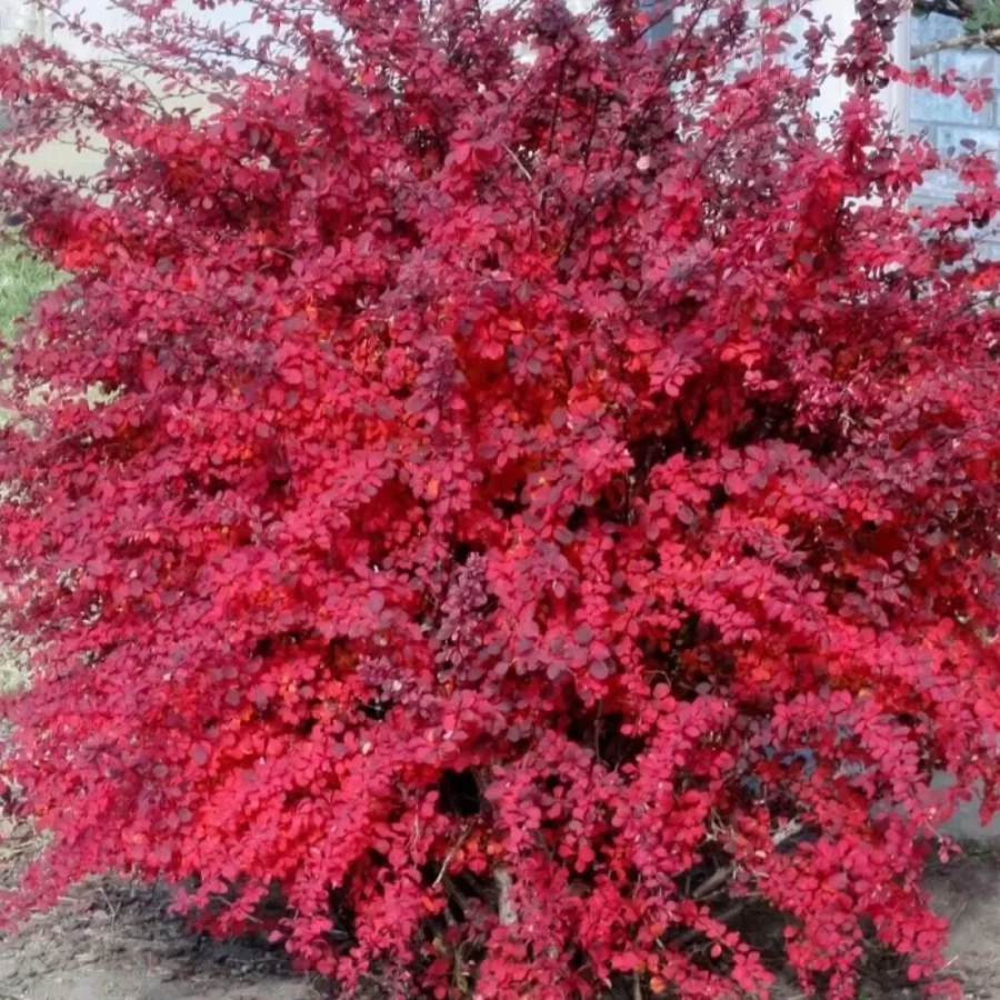 dracilia-red-compact Dracila - Berberis Japoneza Red Lady - Ghiveci 3 l - Inaltime 50 - 60 cm 1