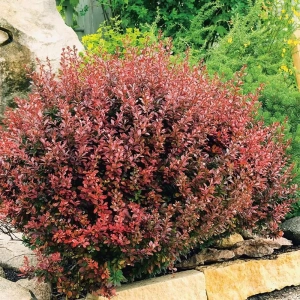 Dracila - Berberis Red Jewel - Ghiveci 3 l - Inaltime 50 - 60 cm 1