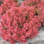 Dracila - Berberis Ruby Star Vromans - Ghiveci 3 l - Inaltime 50 - 60 cm 1