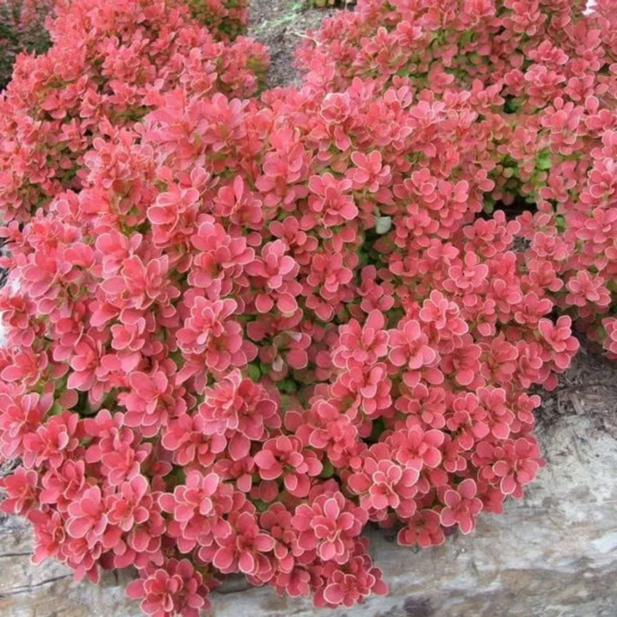 dracilia-ruby-star Dracila - Berberis Ruby Star Vromans - Ghiveci 3 l - Inaltime 50 - 60 cm 1