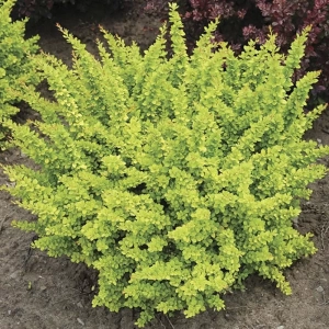 Dracila - Berberis Japoneza Sunsation - Ghiveci 3 l - Inaltime 50 - 60 cm 1