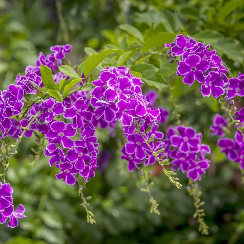 Duranta Erecta - Saphir - Ghiveci 3 l - Inaltime 70 - 80 cm 3