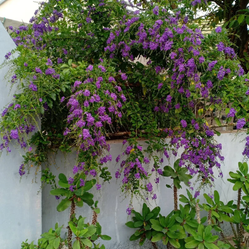 Duranta Erecta - Saphir - Ghiveci 3 l - Inaltime 70 - 80 cm 2