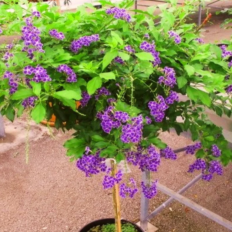 Duranta Erecta - Saphir - Ghiveci 3 l - Inaltime 70 - 80 cm 1