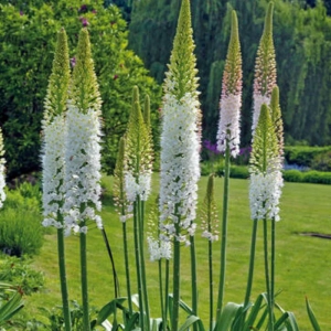 Eremurus Himalayan Foxtail 1 buc/pachet 1
