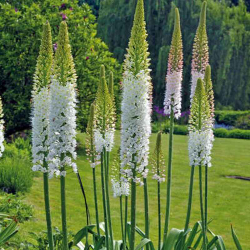 Eremurus Himalayan Foxtail 1 buc/pachet 1