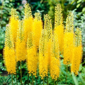 Eremurus Stenophyllus 1 buc/pachet 1