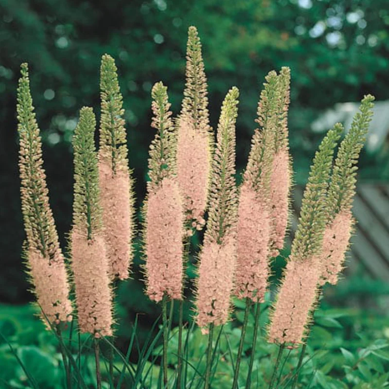 Bulbi de Eremurus Great Pink 1 buc/pachet 1