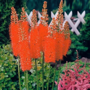 Eremurus Cleopatra 1 buc/pachet 1