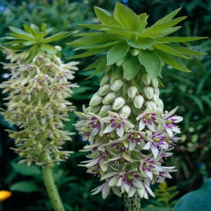 Bulbi de Eucomis Bicolor 1