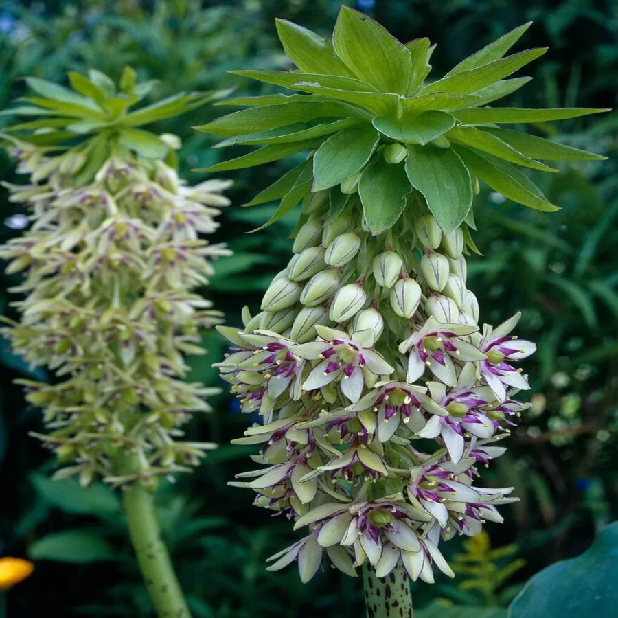 eucomis-bicolor Bulbi de Eucomis Bicolor 1