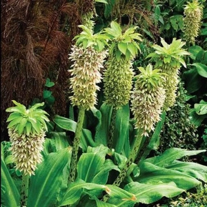 Bulbi de Eucomis Pineapple Lily 1