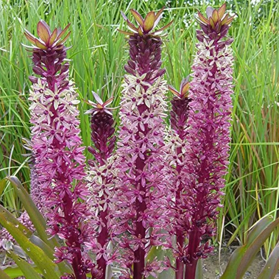 Bulbi de Eucomis Pink 1