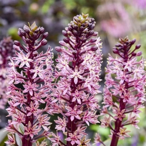 Bulbi de Eucomis Purple Reign 1