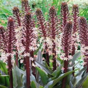 Bulbi de Eucomis Sparkling Burgundy 1