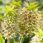 Bulbi de Eucomis Yellow White 1