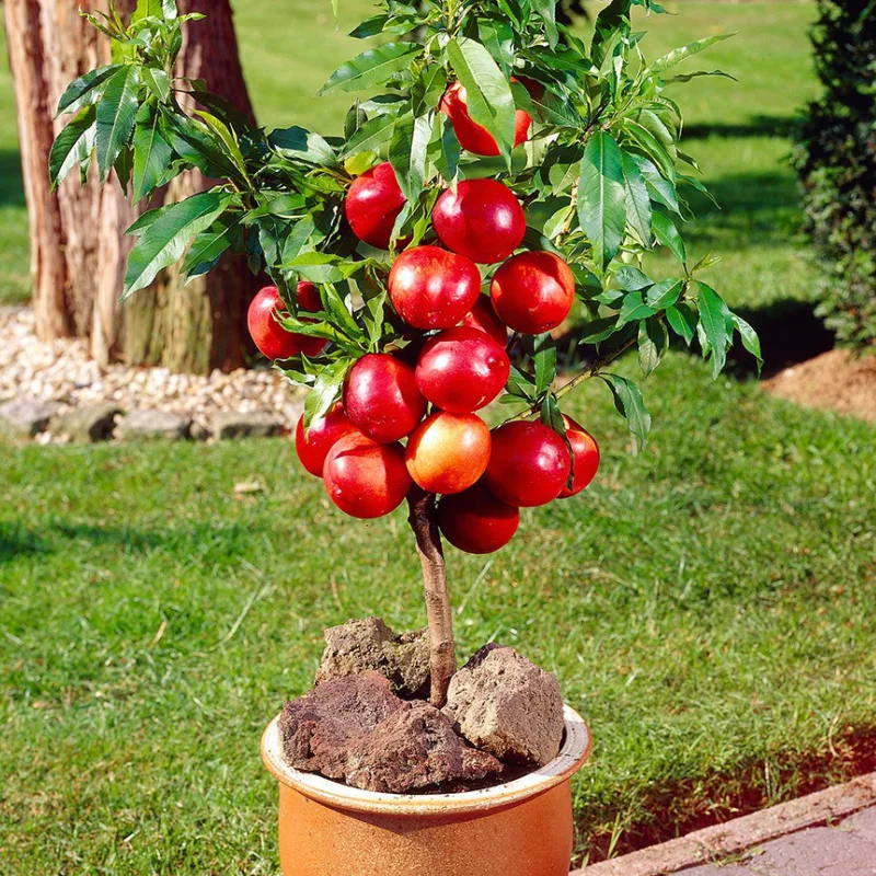 Pomi Fructiferi - Nectarin Columnar Fantasy Anul 3 in Ghiveci de 3 l