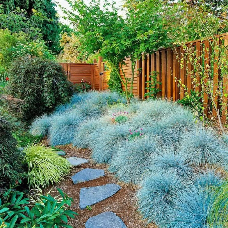 Festuca Glauca Iarba Albastra Elijah Blue - Ghiveci de 2 l - Inaltime 30 - 40 cm 1